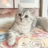 ミヌエット(長足)