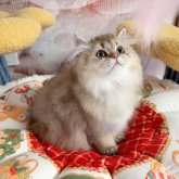 ペルシャ(チンチラ)
