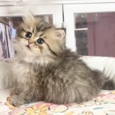 ペルシャ(チンチラ)