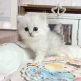 ペルシャ(チンチラ)