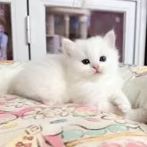 ミヌエット(長足)