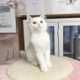 マンチカン(長足)