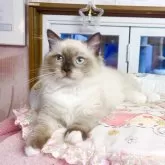 ミヌエット(短足)