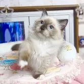 ミヌエット(短足)