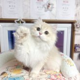 ブリティッシュショートヘア