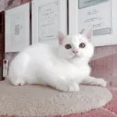 マンチカン(長足)