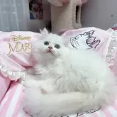 ミヌエット(長足)【千葉県・男の子・2025年2月28日・ホワイト】の写真1