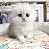 ペルシャ(チンチラ)