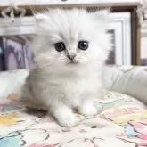 ペルシャ(チンチラ)