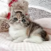 エキゾチックショートヘア