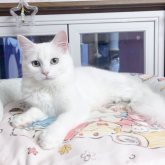 マンチカン(長足)