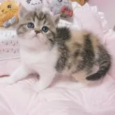 ミヌエット(長足)