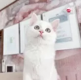 マンチカン(長足)