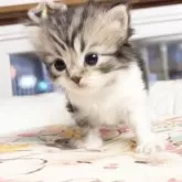 マンチカン(長足)
