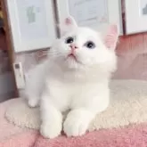ミヌエット(短足)