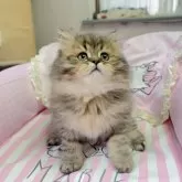 マンチカン(長足)