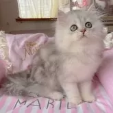 ペルシャ(チンチラ)