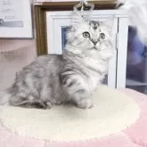 ミヌエット(短足)