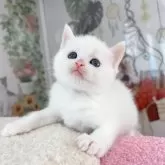 マンチカン(長足)