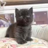 マンチカン(短足)