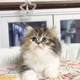ミヌエット(長足)
