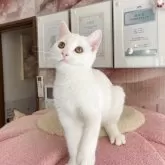 マンチカン(長足)