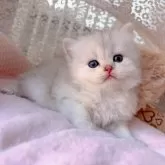 ミヌエット(長足)
