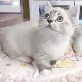 ミヌエット(短足)