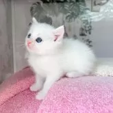 マンチカン(長足)【千葉県・女の子・2025年4月3日・ホワイト】の写真2