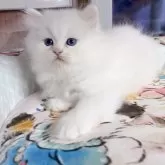 ミヌエット(長足)【千葉県・男の子・2025年9月5日・ホワイト】の写真2