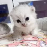 ペルシャ(チンチラ)【千葉県・男の子・2025年10月12日・シルバー】の写真2