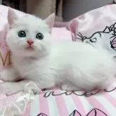 マンチカン(長足)【千葉県・女の子・2025年4月3日・ホワイト】の写真2