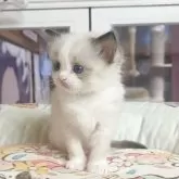 ラグドール【千葉県・女の子・2025年10月28日・シールポイント】の写真2