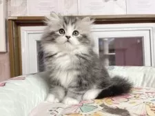 マンチカン(長足)【千葉県・男の子・2025年10月1日・ブルータビー】の写真2