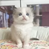 ラグドール【千葉県・女の子・2025年10月28日・シールポイント】の写真3