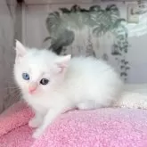 マンチカン(長足)【千葉県・女の子・2025年4月3日・ホワイト】の写真3