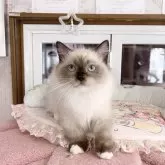 ミヌエット(短足)【千葉県・男の子・2025年8月8日・シールポイント】の写真3