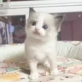 ラグドール【千葉県・女の子・2025年10月28日・シールポイント】の写真4