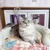 ミヌエット(短足)【千葉県・男の子・2025年7月1日・シルバー】の写真4