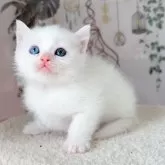 マンチカン(長足)【千葉県・女の子・2025年4月3日・ホワイト】の写真4