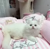 ミヌエット(長足)【千葉県・男の子・2025年2月28日・ホワイト】の写真4