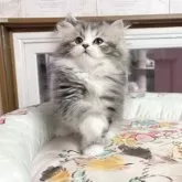 マンチカン(長足)【千葉県・男の子・2025年10月1日・ブルータビー】の写真4