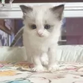 ラグドール【千葉県・女の子・2025年10月28日・シールポイント】の写真5