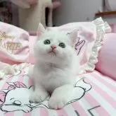 マンチカン(長足)【千葉県・女の子・2025年4月3日・ホワイト】の写真5