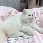 ミヌエット(長足)【千葉県・男の子・2025年2月28日・ホワイト】の写真5