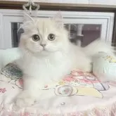 ブリティッシュショートヘア【千葉県・男の子・2025年7月16日・バンビブラッド・ライラックゴールデンシェーデッド】の写真5