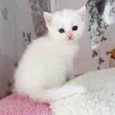 マンチカン(長足)【千葉県・女の子・2025年4月3日・ホワイト】の写真6