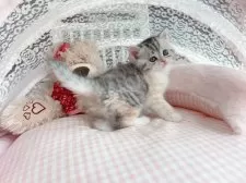 マンチカン(長足)【千葉県・女の子・2025年2月25日・キャリコ】の写真6