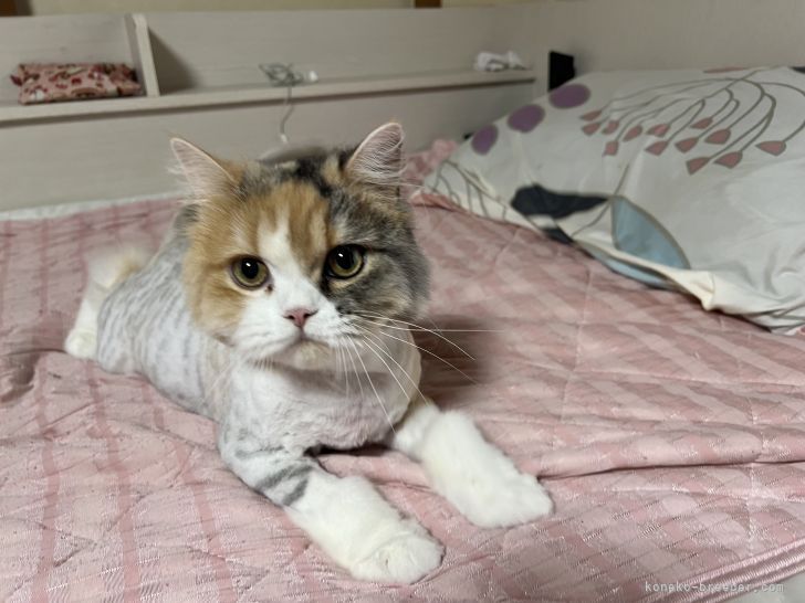 泰永　七奈(やすなが　なな)ブリーダー(群馬県・アメリカンショートヘアなど・ＣＰＡ登録)の紹介写真2