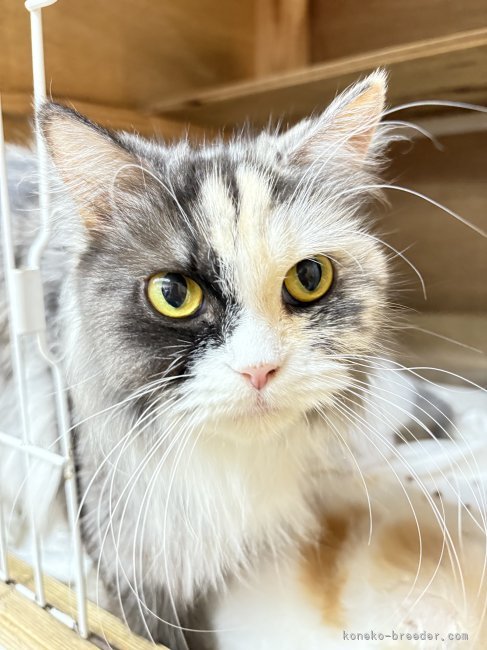 スコティッシュフォールド【・女の子・2019年3月24日・キャリコスモーク】
